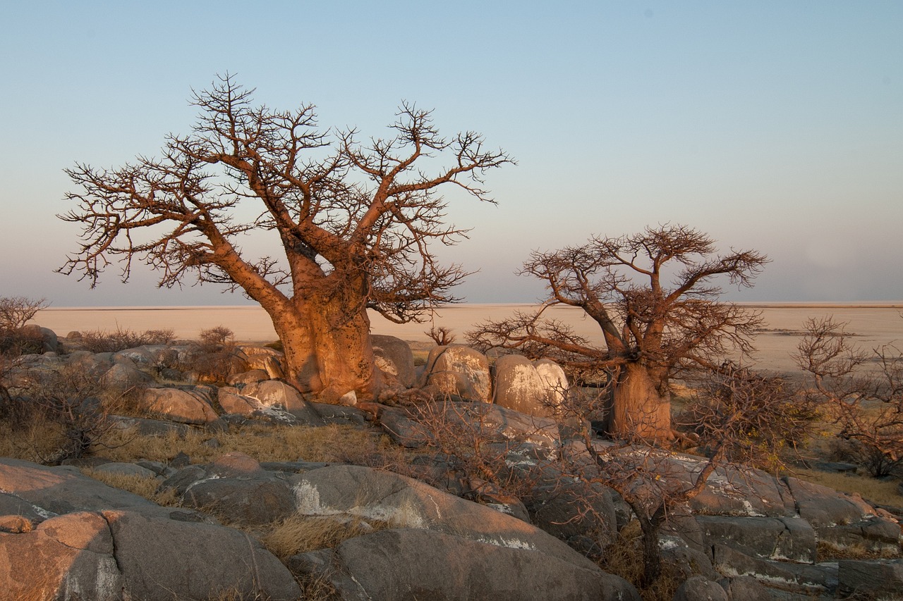 baobab trees