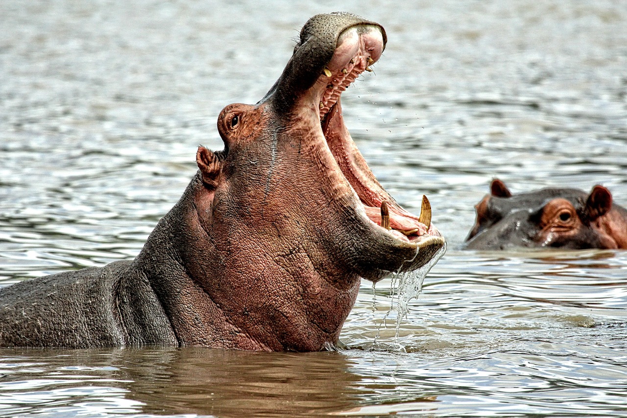 hippo