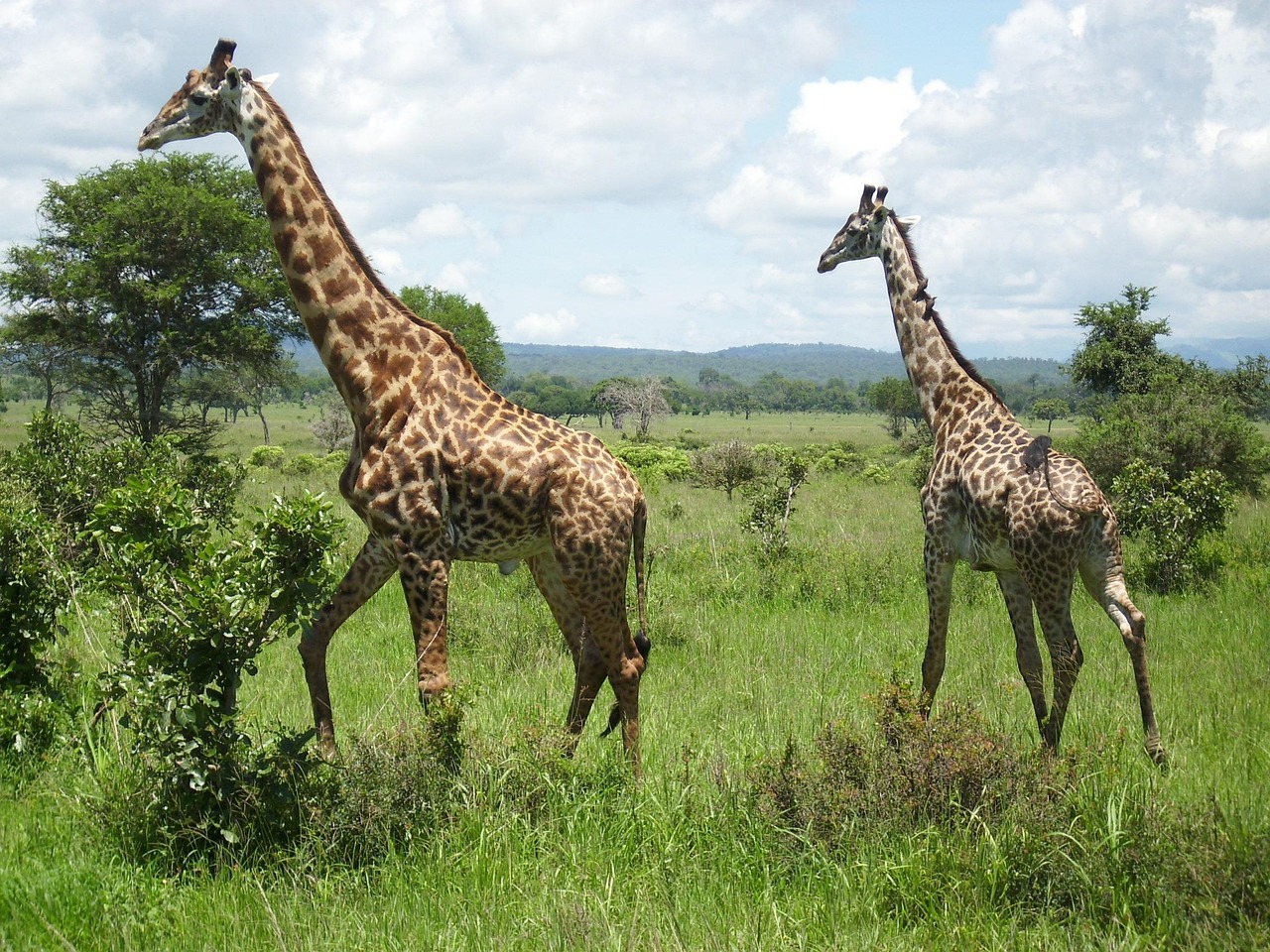 giraffes