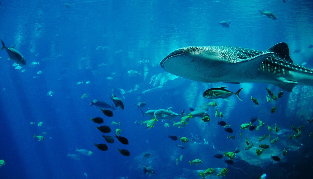 whale sharks