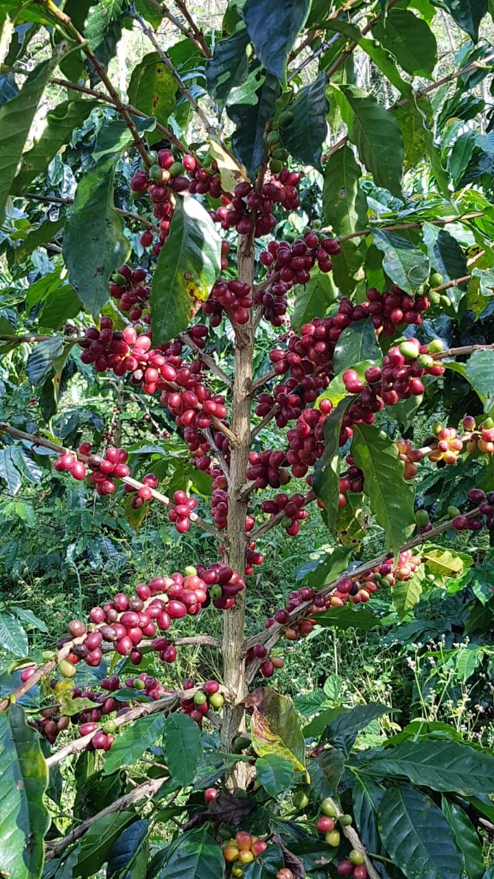 coffee trees