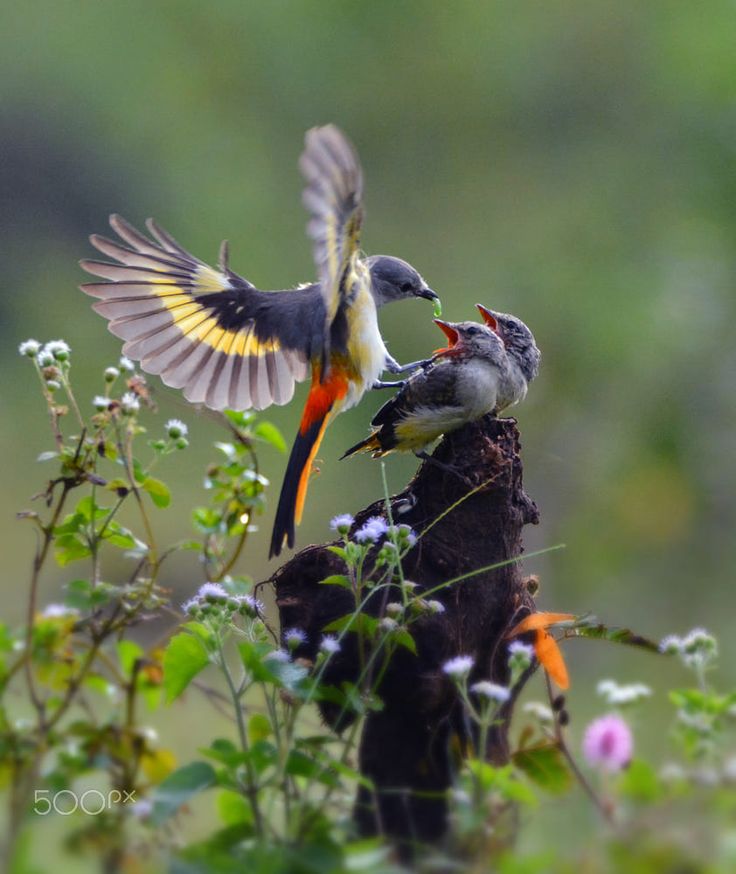 materuni bird watching.