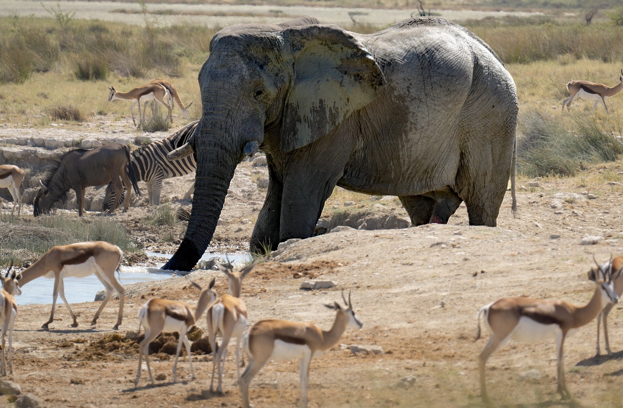 Tarangire National Park - Home of elephants