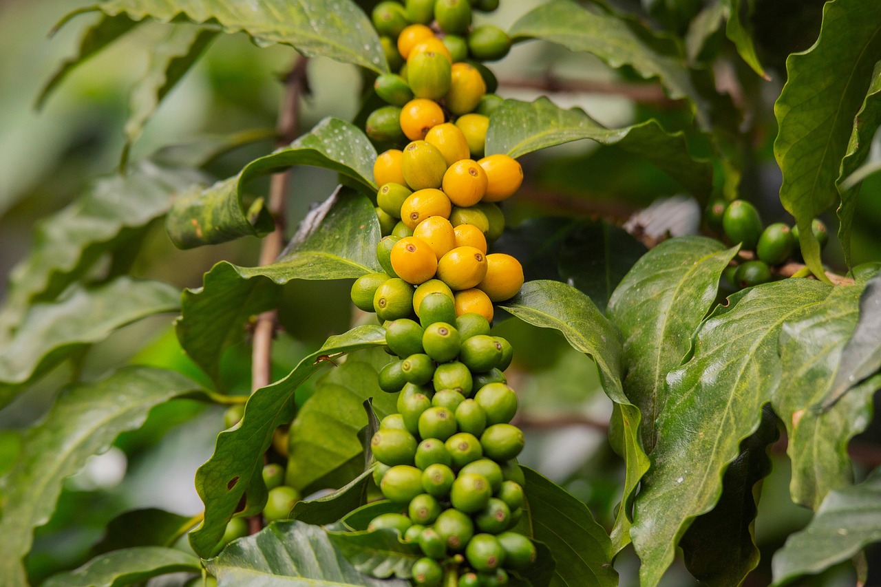 About Coffee Plantation